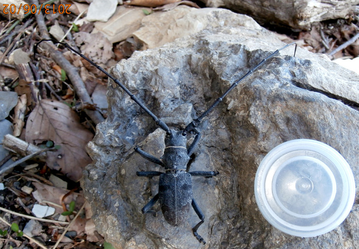 Morimus asper (Cerambycidae)